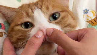 Block your cat's nostrils and see how long it can hold its breath