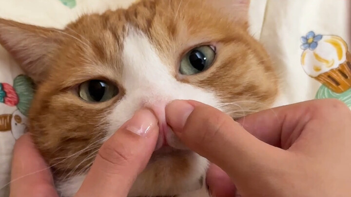 Tutupi lubang hidung kucing Anda dan lihat berapa lama ia bisa menahan napas