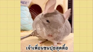 เพื่อนตัวน้อยแสนซน : เจ้าเพื่อนขนปุยสุดดื้อ