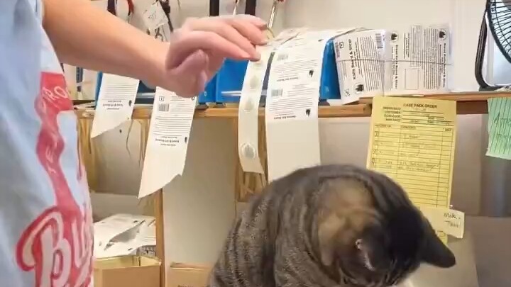 The cat that everyone thought would be scared as soon as a vet called—so cute!