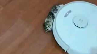 Cruel!!! The robot vacuum hit a little milk kitten crossing the path and kept dragging it along.