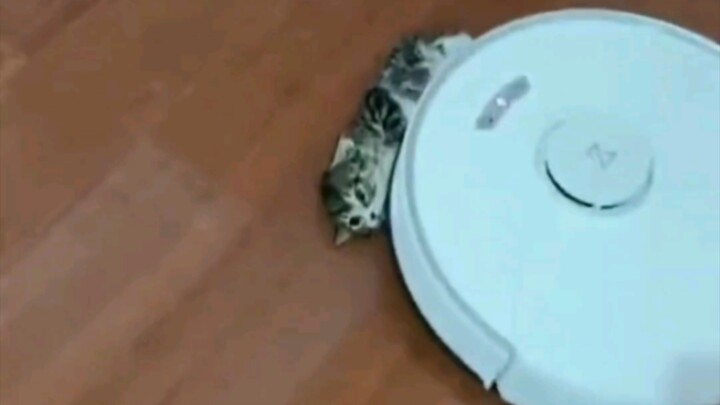 Kejam!!! Robot penyapu menabrak anak kucing kecil yang sedang lewat, bahkan terus menyeretnya.