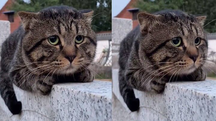 แมวเหมียวกลายเป็นไวรัลบนโลกออนไลน์เพราะหน้าตาที่ดูน่าสงสารอย่างยิ่ง ดวงตาน้อยๆ ดูขี้กลัวและคอยชำเลือ