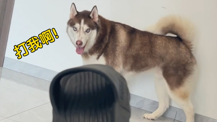 The husky is scared of slippers, so its caring owner decides to help it overcome its fear—so touchin