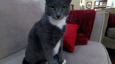 My Cat From Hell (Season 10) Episode 01 - Posey the Terror (sub indo)