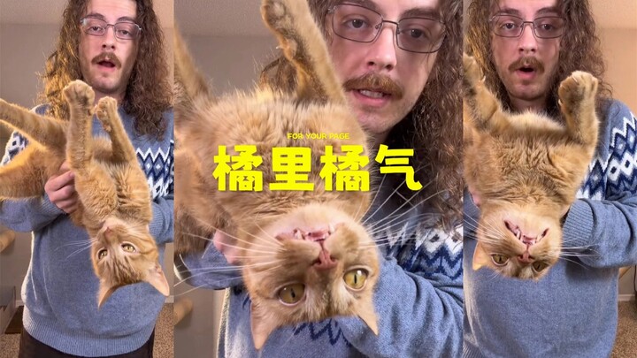 Cukup lihat sekali saja, dia langsung ngorek-ngorek terus—kucing oranye di rumahku emang bintang keb