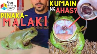 PALAKA NA KASING LAKI NG ASO!! Ahas Kinain ng Palaka