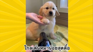 สัตว์เลี้ยงเพื่อนขนปุย :  โกลเด้นหมาน้อยสุดดื้อ