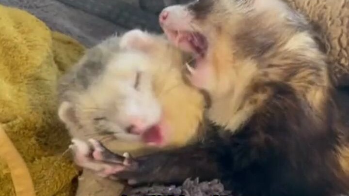 A netizen’s pet ferret found itself a mate, and now they’re all over each other in front of the neti