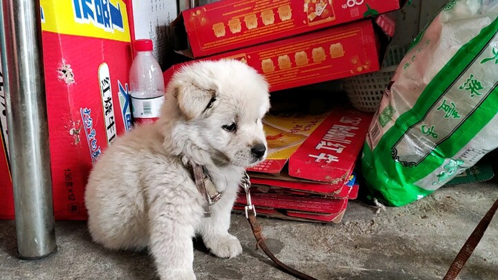 When there’s a little puppy at the driving school, even the days of practice become something to loo