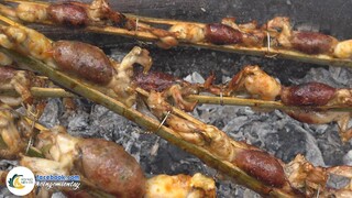 Anh Em Bắt Ếch Của Út Quang Đem Nướng | Hội Ngộ Miền Tây #486