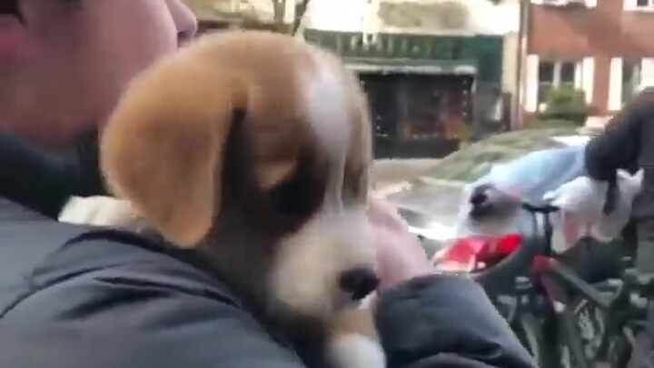 Crying, whimpering, and squeaking—puppy-dogs who act cute have the best lives!