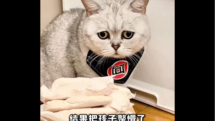 Meow-Woof: I can’t understand why some cats and dogs guard their food