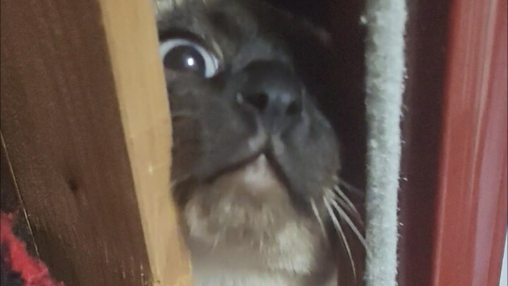 They locked up a fine cat, but what they let out was a Hachiko.