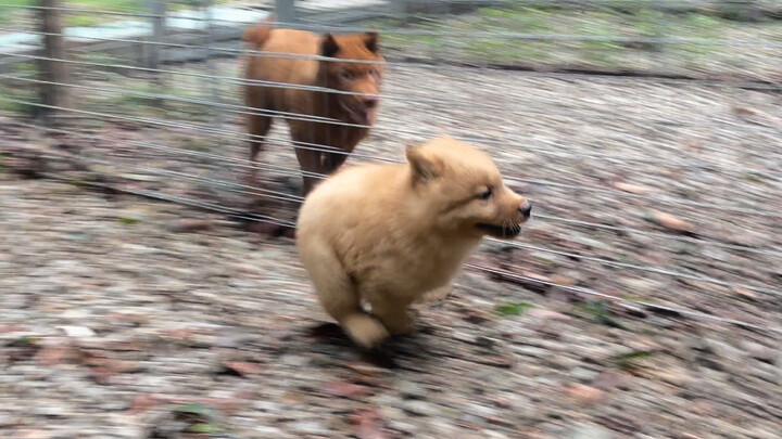 Anjing kampung imut, tetap berolahraga di Hari Buruh 1 Mei—seru banget!