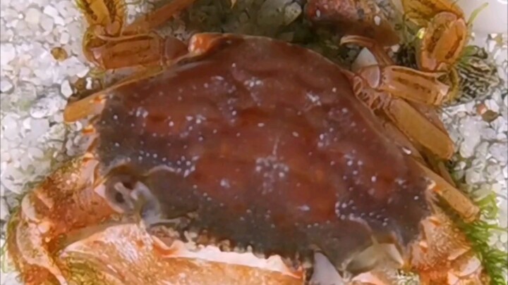 The crab cramped up and molted! It actually turned into… just watch for yourself!