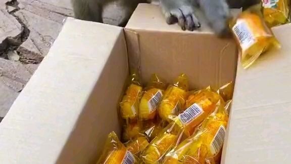 monyet yang lagi lapar 😁