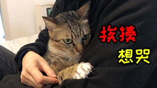 The calico cat gets bullied, looking utterly aggrieved and muttering curses under its breath.