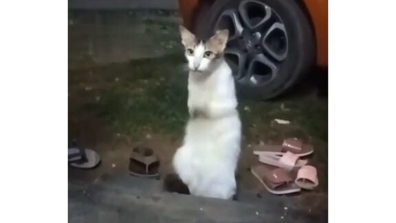 Bisa gitu ya\\Kucing magadirr😭😭