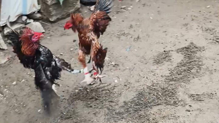 Binabae vs Mayahin