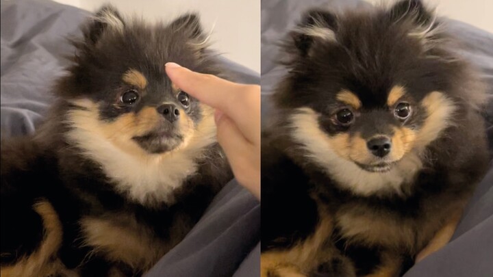 ลูกสุนัขไม่ใช่ของที่คุณจะหยอกเล่นได้ตามใจ! ปอมเมอเรเนียนถูกจับบีบจมูกตลอดจนกลายเป็นงอนไปแล้ว