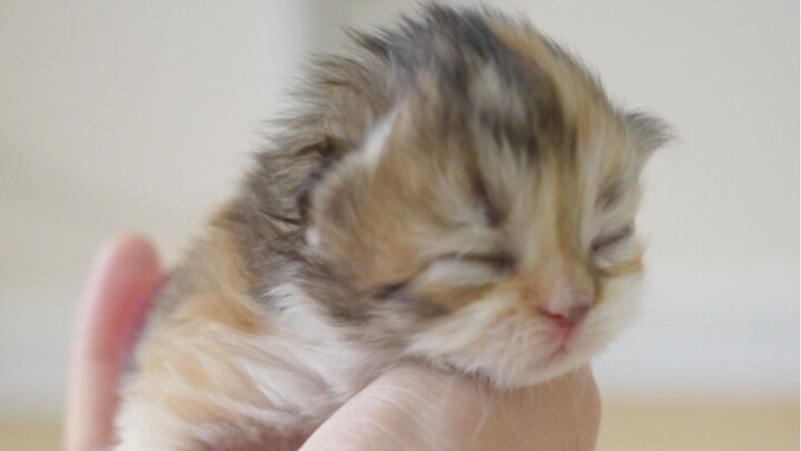 What if there are no little milk cats left? Let me conjure one up for you~