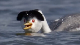 A waterbird with built-in turbocharging—friends who haven’t completed nine years of compulsory educa