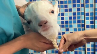 Taking my husky and sheep to the pet store for a bath drove me crazy!