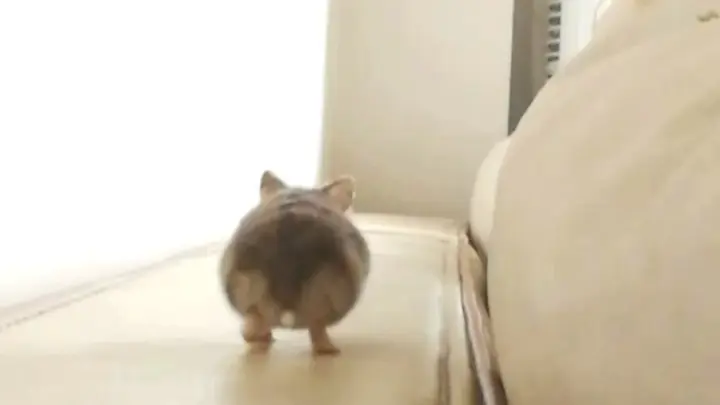 [Animals] Invisible Running Hamsters