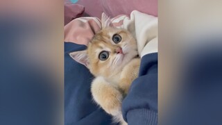 Đón bé mèo Golden nè goldenny11 mèo cat