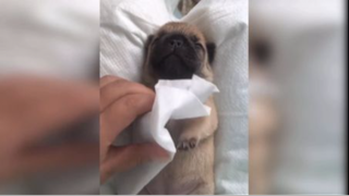 Khoảnh khắc đáng yêu của mều và đồng bọn P.5 <3