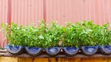 Planting Water Spinach (Kangkong) at Home 🏡