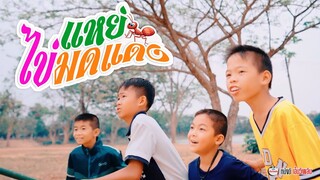 แหย่ไข่มดแดง - น้องโฟกัส หนังดีเอ็มวีเพลิน【 ตัวอย่าง MV】