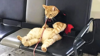 Funniest Cats 😹 - อย่าพยายามกลั้นเสียงหัวเราะ 😂 - Funny Cats Life