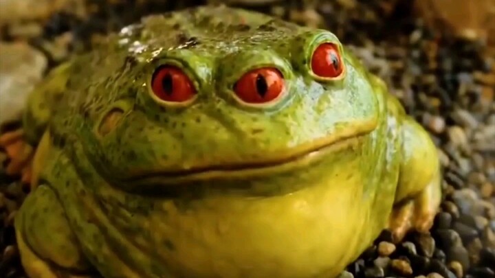 Men who love collecting rare and exotic creatures are truly rare.