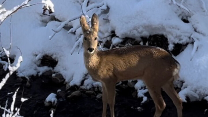 I’ll give you a kowtow—can you buy me a drink?