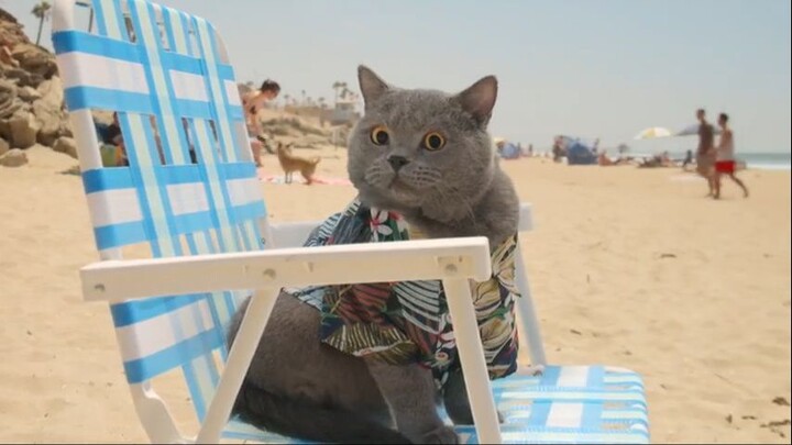 World's First Cat Lifeguard