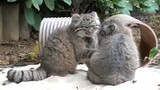 [Động vật]Hai chú mèo Pallas 5 tháng tuổi thật mũm mĩm và mềm mại!