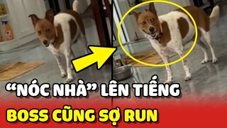 Boss phải "SỢ RUN" khi người QUYỀN LỰC nhất nhà LÊN TIẾNG 😂 | Yêu Lu