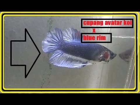 cupang avatar koi blue rim