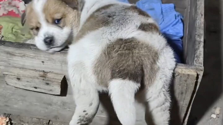 น้องหมาที่บ้านคุณย่า