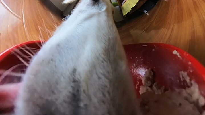 Watching the little dog eat today