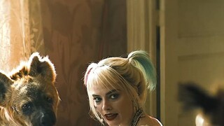 Harley Quinn buồn như thế nào khi vừa mất Joker và sau đó mất thú cưng (linh cẩu) Bruce?