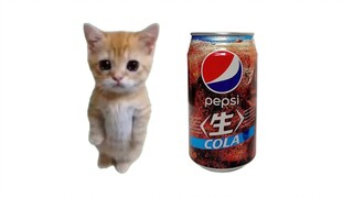 猫猫喝生可乐