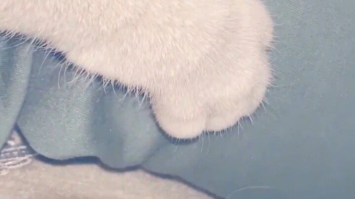 Just thinking about using such a beautiful hand-cranked litter scoop breaks my heart!