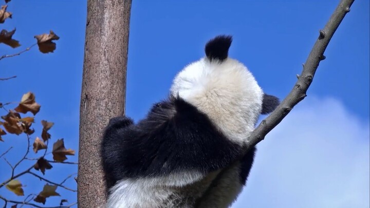 Animal Healing Behavior Awards 30