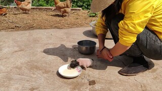 Chân lợn con bị dẫm gãy, cô gái đưa nó đến bệnh viện chụp ảnh, kết quả lại khiến người ta bất ngờ.