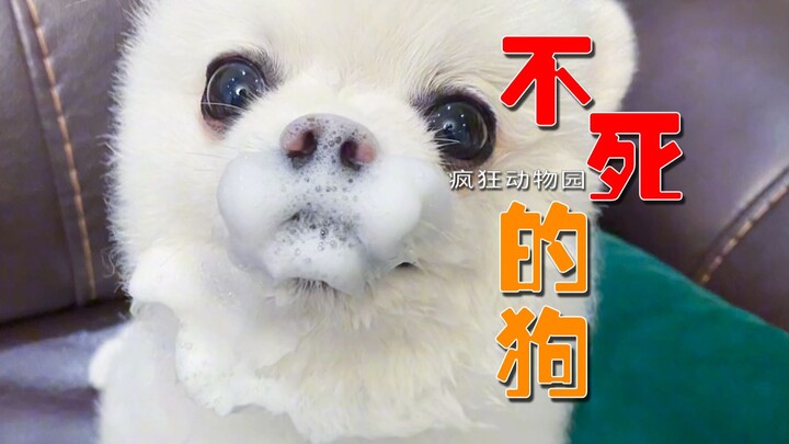 أقوى كلب في عالم الكلاب: لم يمت رغم 81 محنة!