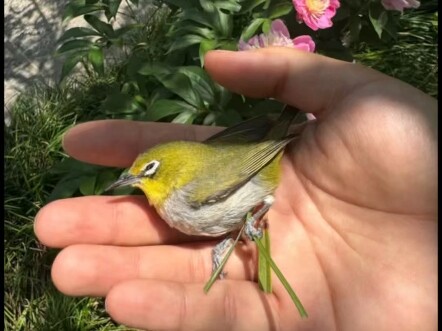 Tabrakan burung sungguh bukan karena burung kecilnya bodoh