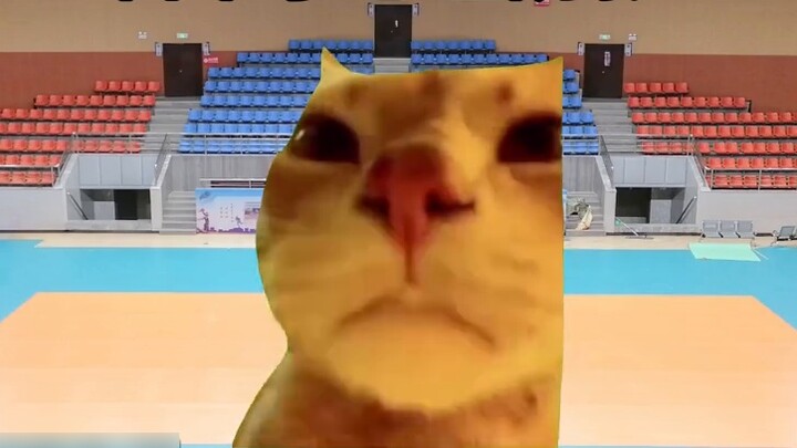 Buka Kageyama Tobio dengan cara meme kucing